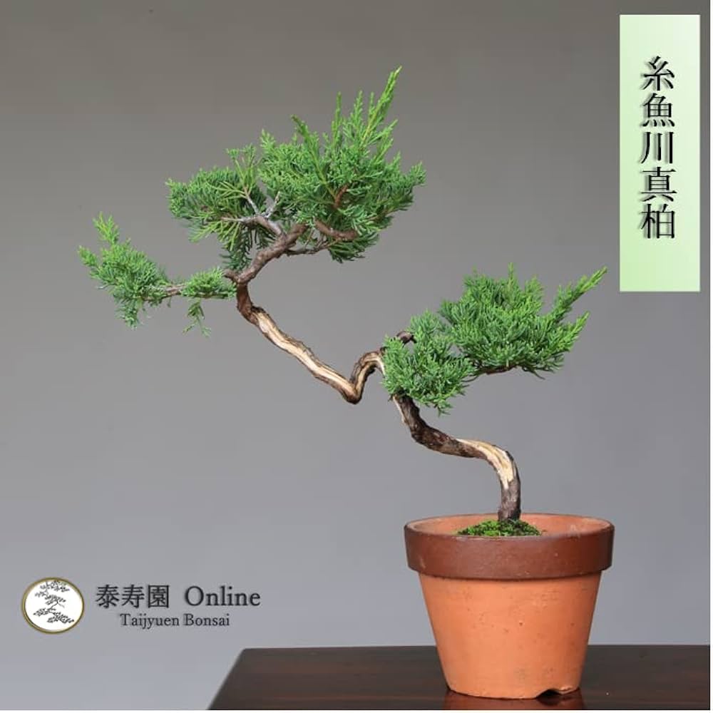 Amazon.co.jp: 糸魚川真柏 文人木 盆栽【泰寿園 Online】 : DIY・工具