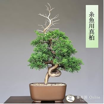 51D63JBi-OL._AC_UF350,