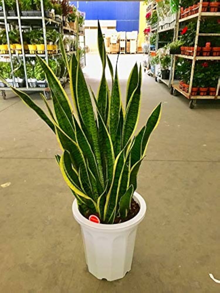 Amazon.co.jp: サンスベリア 10号 大鉢 観葉植物 インテリア ギフト