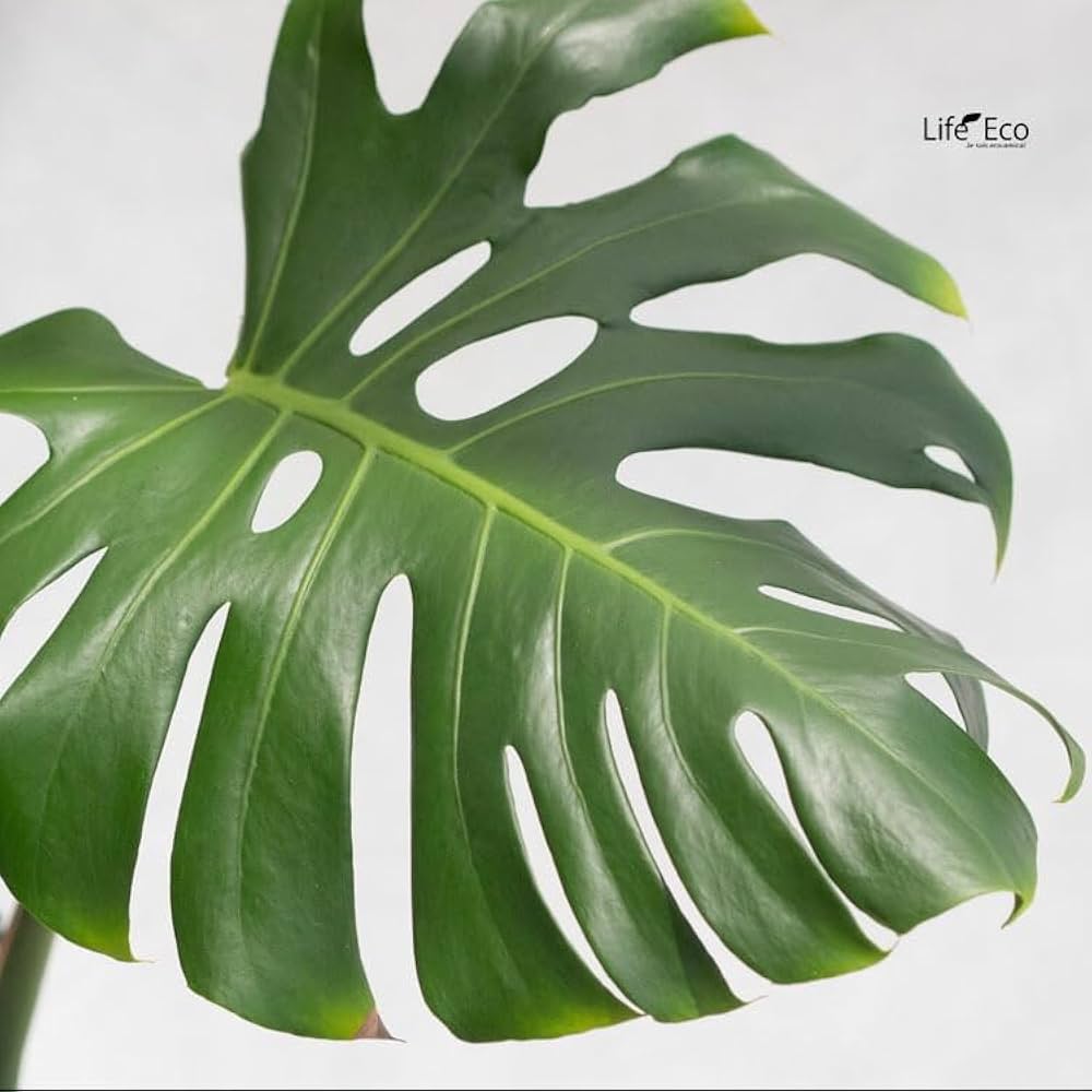 51LBAMFKi1L._AC_UF1000,