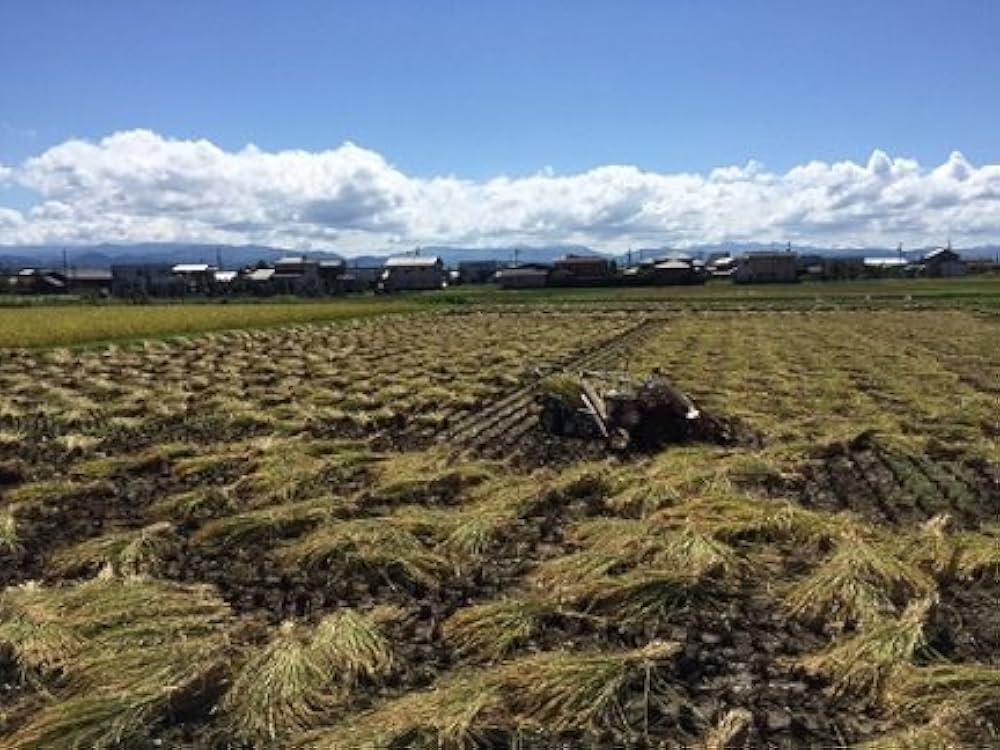 Amazon.co.jp: 無農薬 有機栽培 天日干し 稲ワラ 無選別カット 宅配便