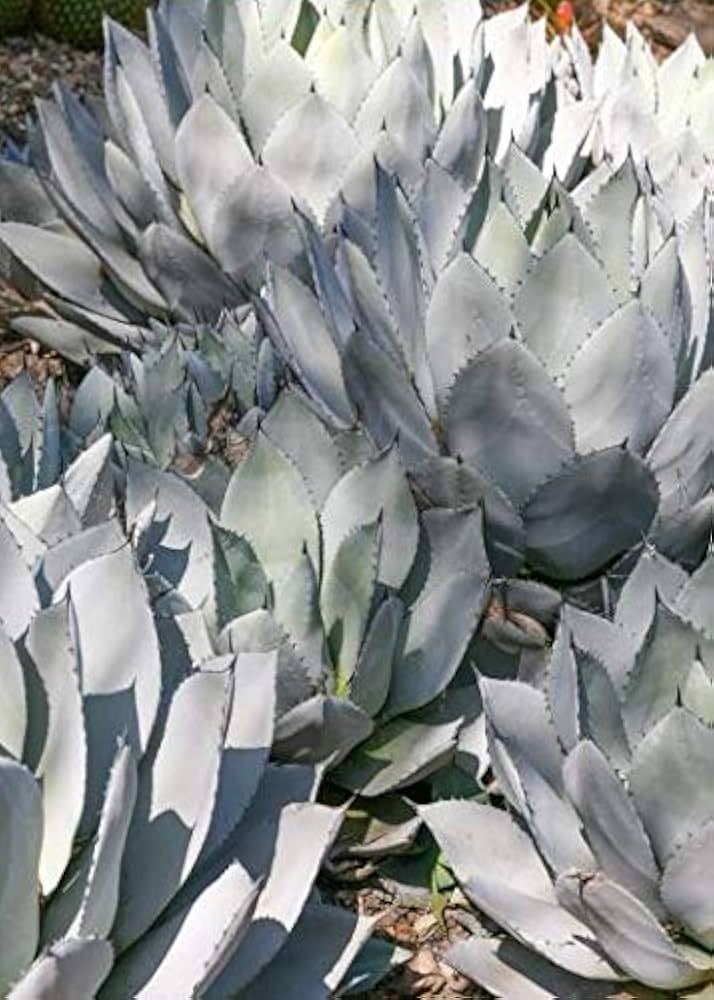 Amazon｜【種子】Agave parryi ssp. Parryi◇アガベ・パリー◎吉祥天