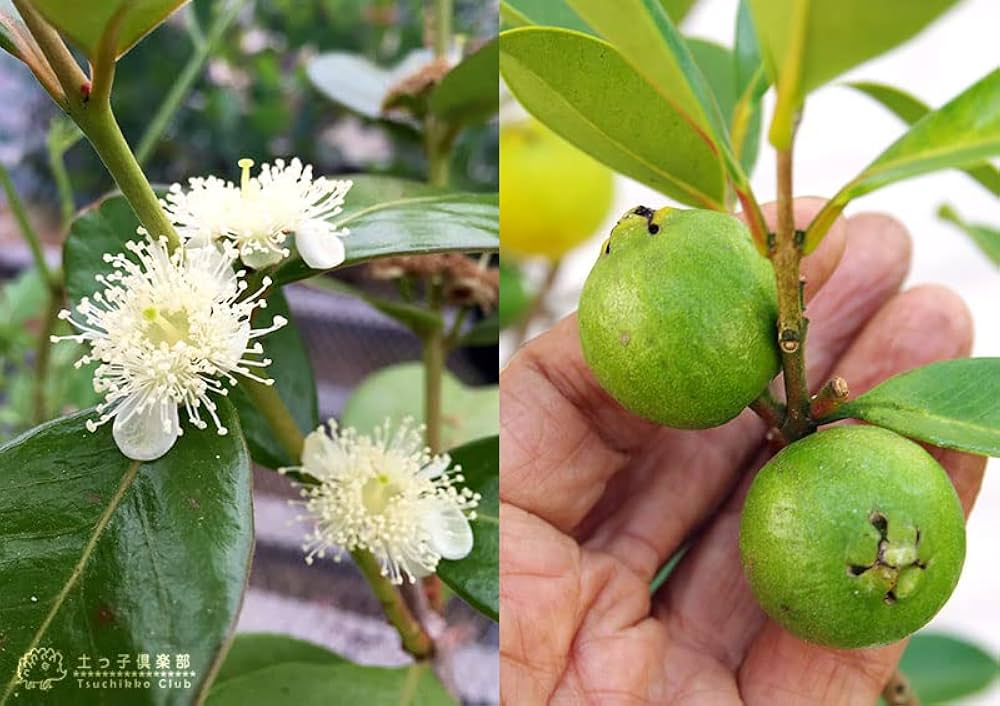 51WnizrMoaL._AC_UF1000,