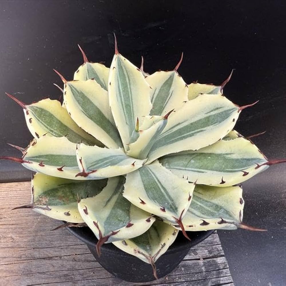 Amazon｜多肉植物 ：アガベ 吉祥冠錦 スーパークラウン*｜観葉植物