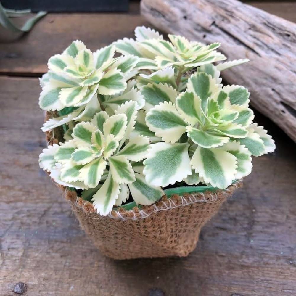 Amazon.co.jp: アトランティス 超希少 斑入りセダム ガーデニング