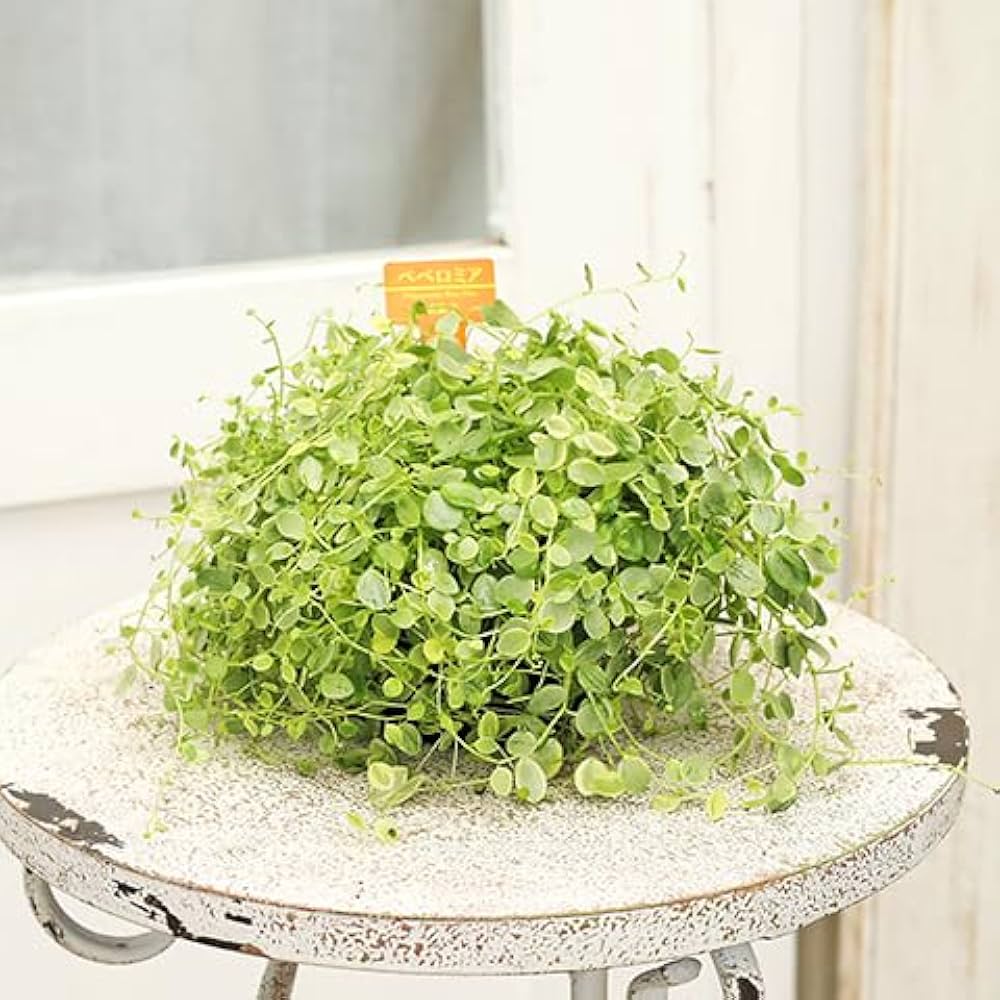 51f+vTaqC5L._AC_UF1000,