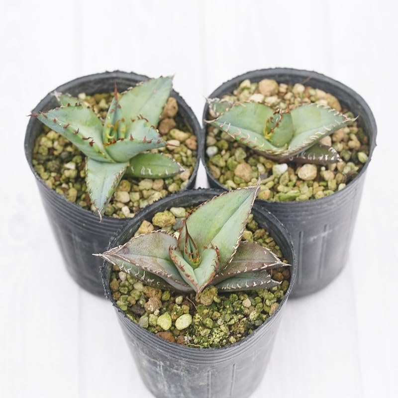 Amazon.co.jp: 四国ガーデン アガベ・オテロイ(チタノタ・グリーン）2