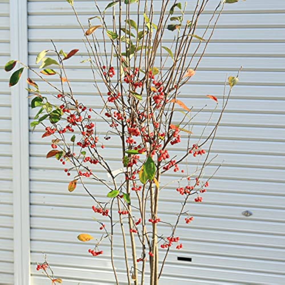 Amazon.co.jp: 庭木：クックベリー（赤実アロニア）特大株* 樹高