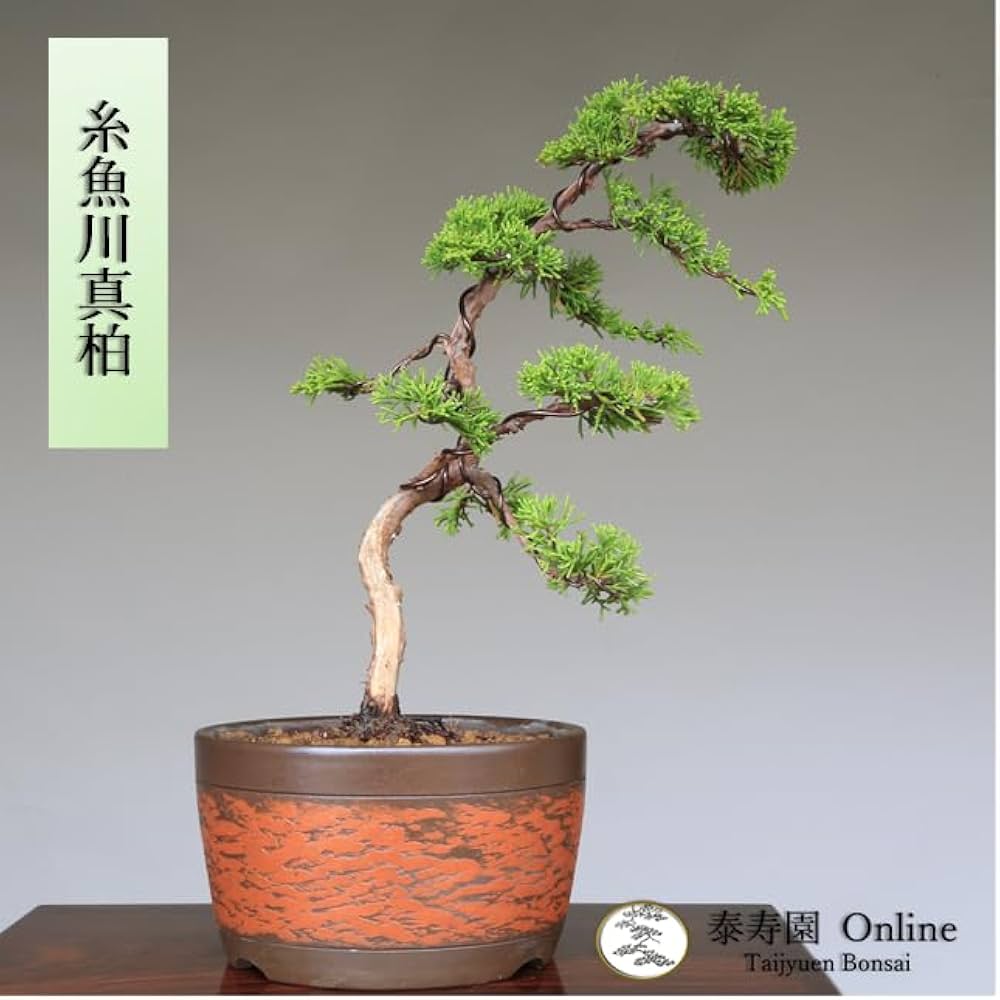 Amazon.co.jp: 糸魚川真柏 文人調 小品盆栽【泰寿園 Online】 : DIY