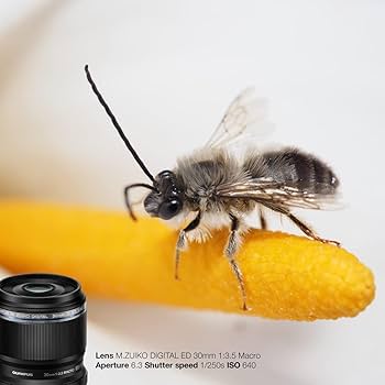 Amazon.co.jp: OM SYSTEM/オリンパス OLYMPUS マイクロフォーサーズ