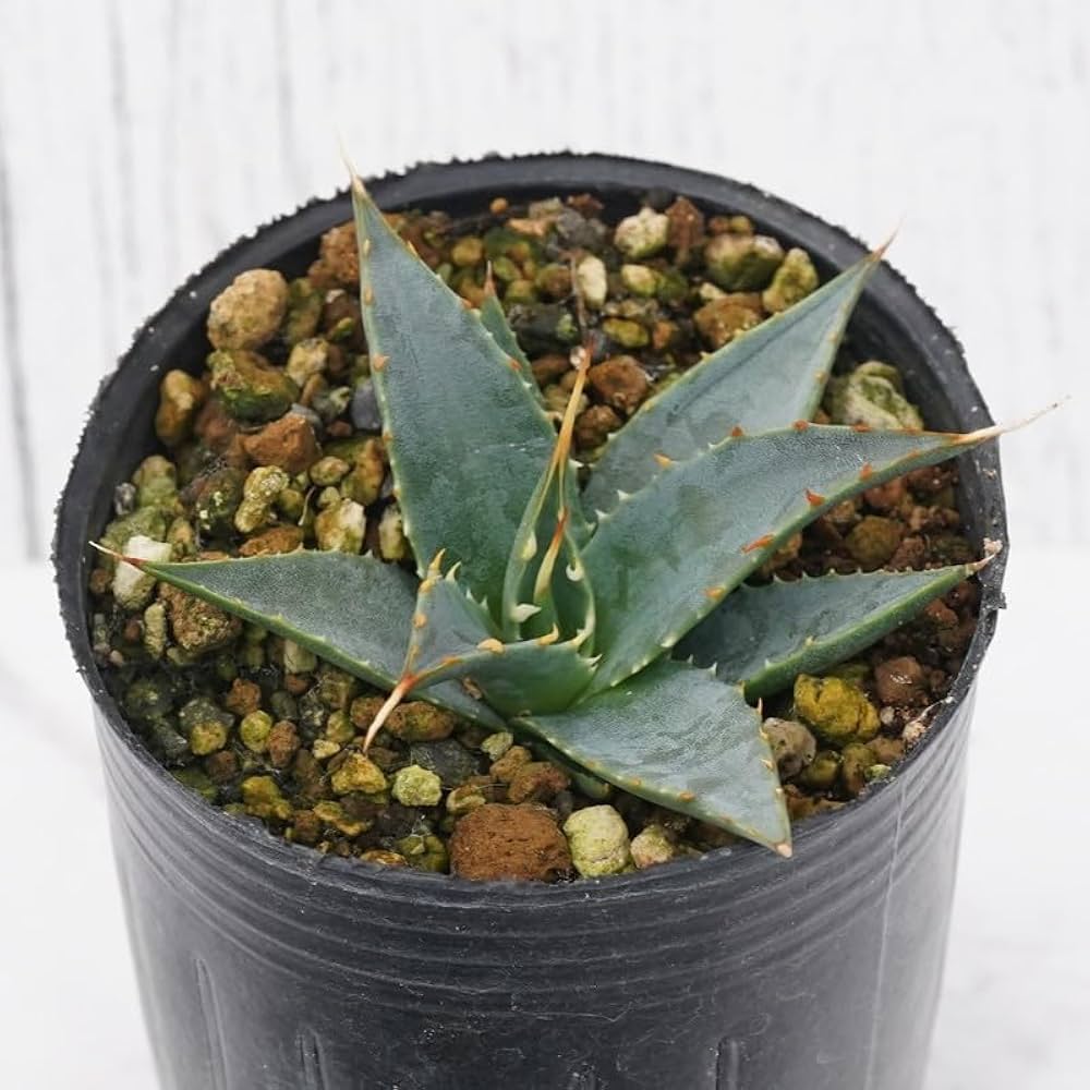 Amazon.co.jp: アガベ・ユタエンシス「エボリスピナ」 2号ロングポット