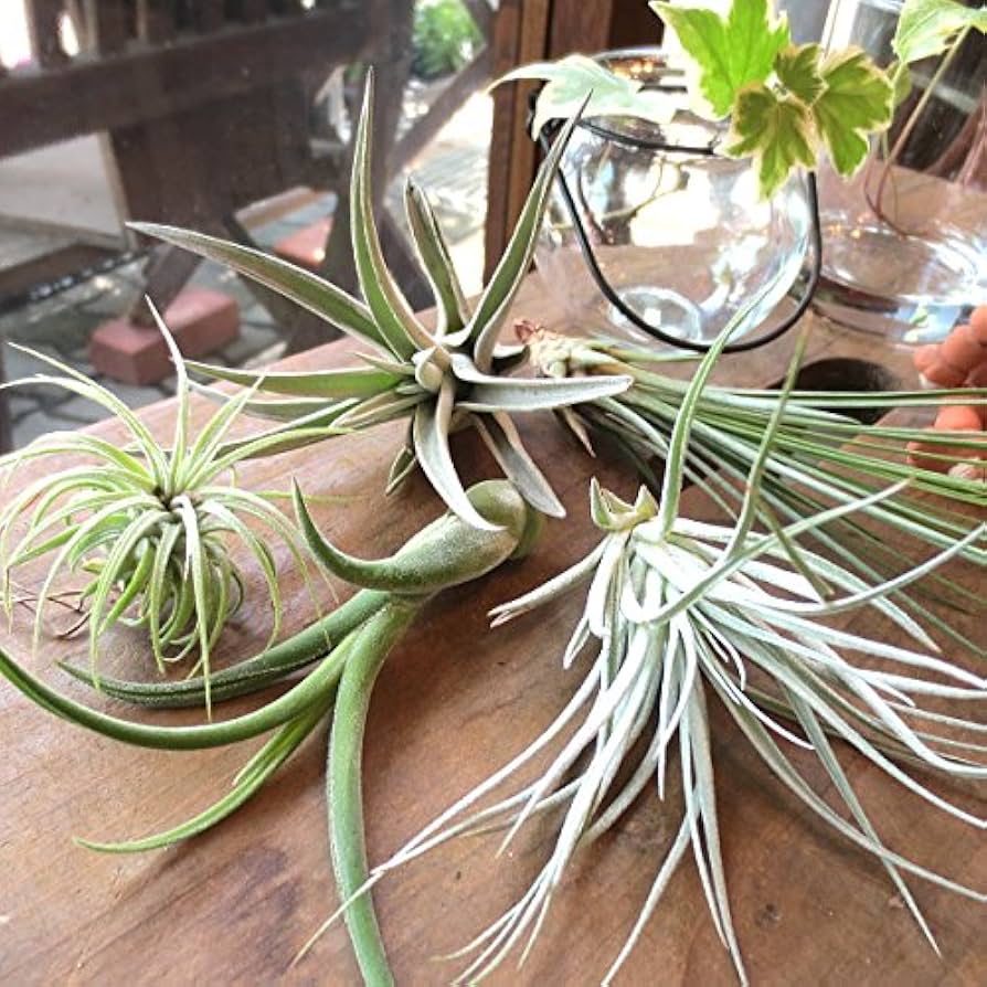 Amazon｜エアープランツおまかせ5種セット｜観葉植物 オンライン通販