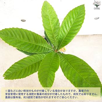 Amazon.co.jp: 枇杷(びわ)の苗木 品種：なつたより 13.5cmポット【品種