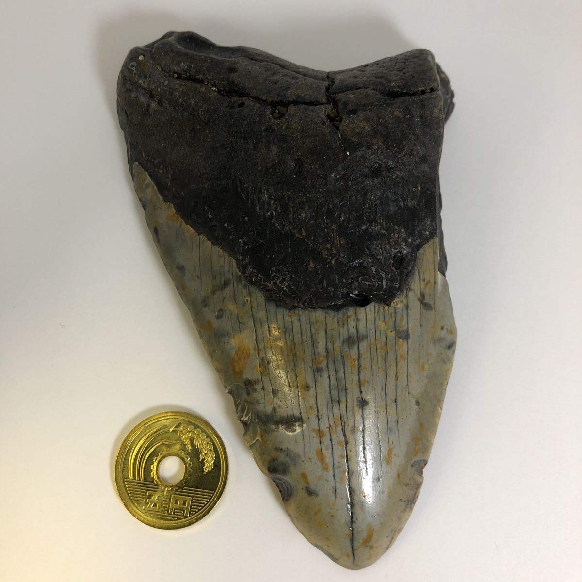 Amazon.co.jp: No.11018 メガロドンの歯化石 メガロドン 化石 恐竜