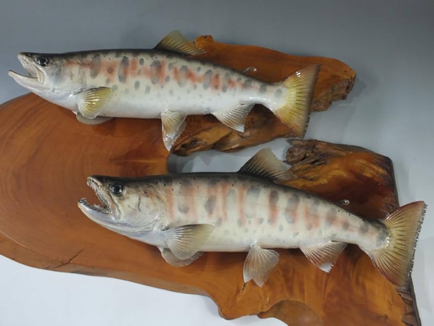 Amazon.co.jp: ヤマメ 34㎝前後 2匹 魚 剥製 無垢板 仕様 インテリア