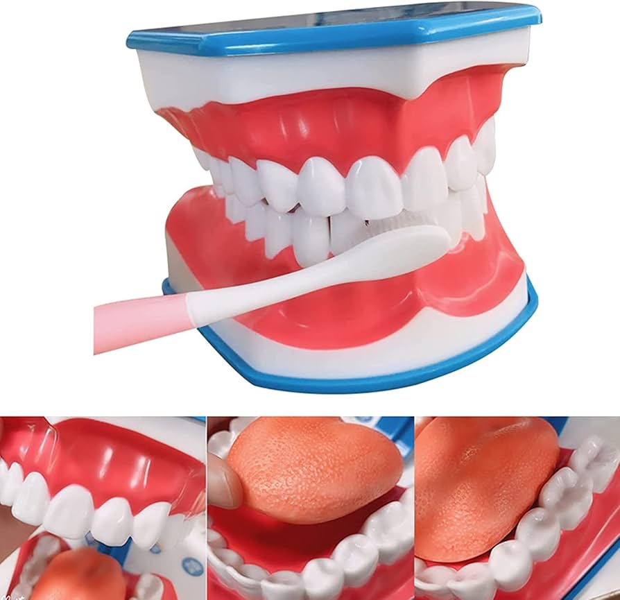 Amazon.co.jp: 言語療法のための口の模型、6回の歯科衛生士の歯の模型