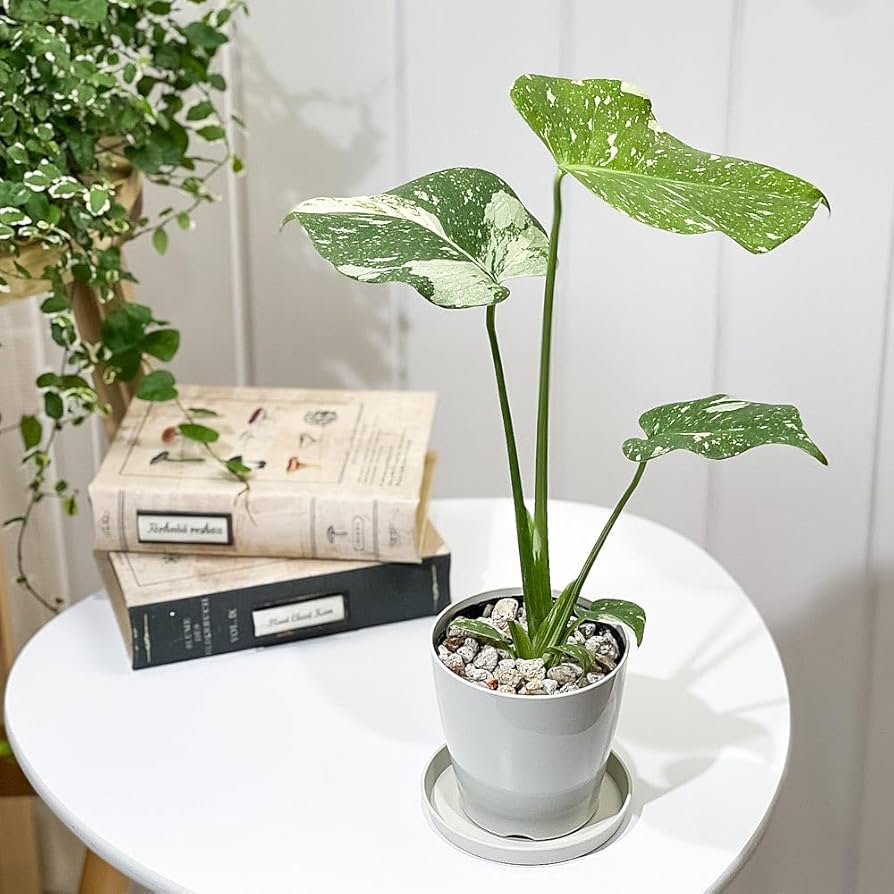 Amazon｜PLANCHU 観葉植物 モンステラ タイコンステレーション 3.5号鉢
