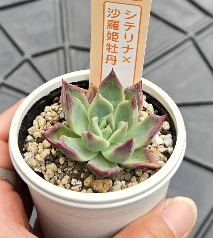 Amazon｜多肉植物 セダム つぶつぶ屋 おひめ 抜き苗｜観葉植物