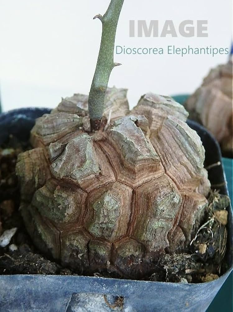 Amazon｜亀甲竜/キッコウリュウ（2.5号）コーデックス 多肉植物