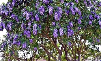 Amazon.com : HPGS 5 Seeds - Texas Mountain Laurel Flower Tree