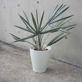 71yuwfjnpwL._AC_UF350,