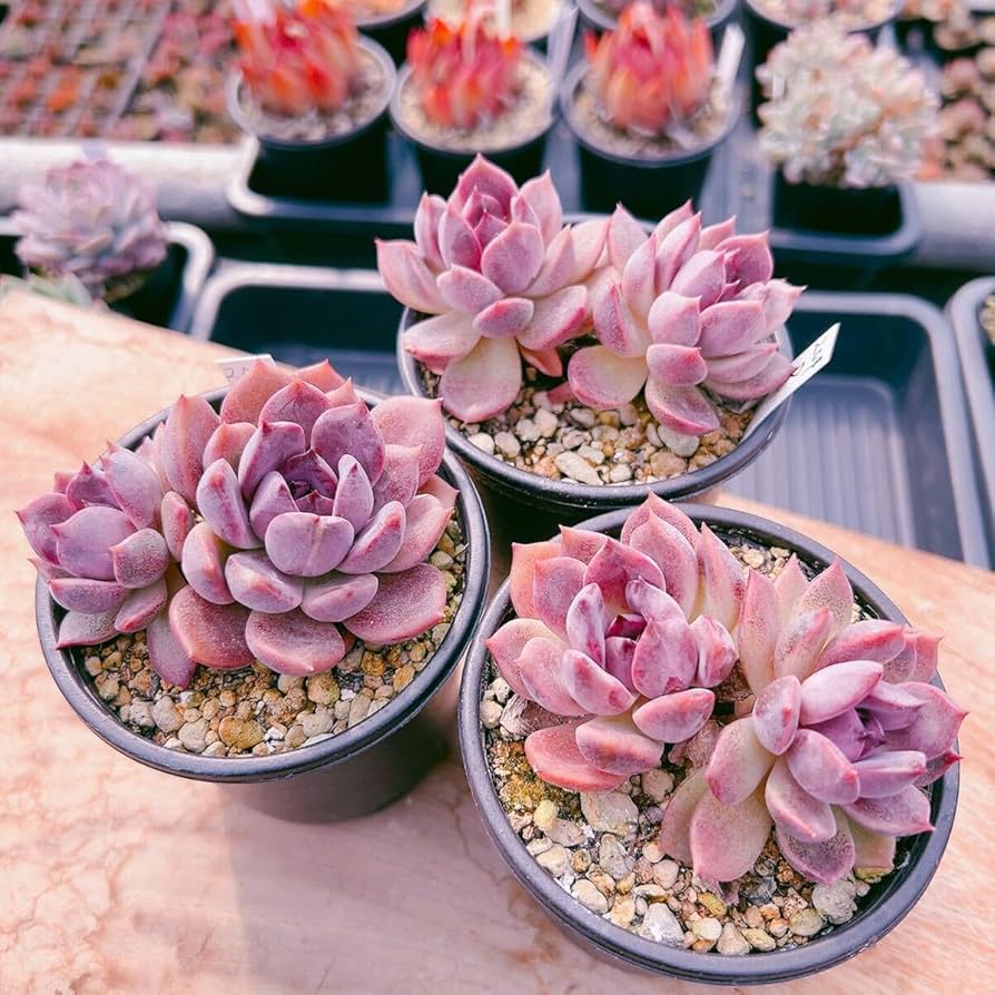 Amazon.co.jp: D！（1苗の）多肉植物 ダークチョコレート 韓国苗 美苗