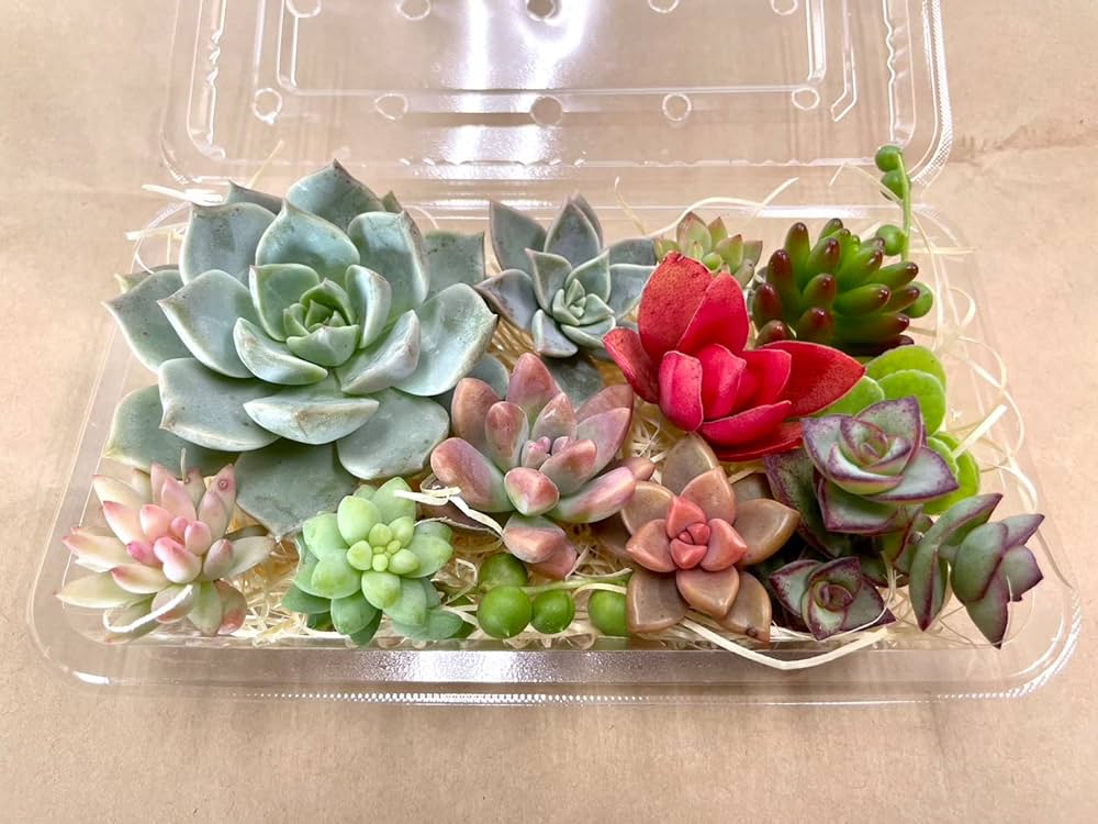 Amazon.co.jp: 【マルイ農園】多肉植物 カット苗 お任せ詰め合わせ