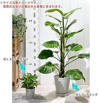 Amazon｜PLANCHU 観葉植物 ポトス グランデ ヘゴ仕立て 7号鉢 受け皿