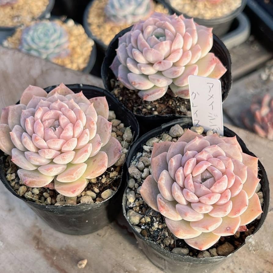 多肉植物②リエール韓国苗⭐️アメイジンググレイス 葉挿し1枚 発芽