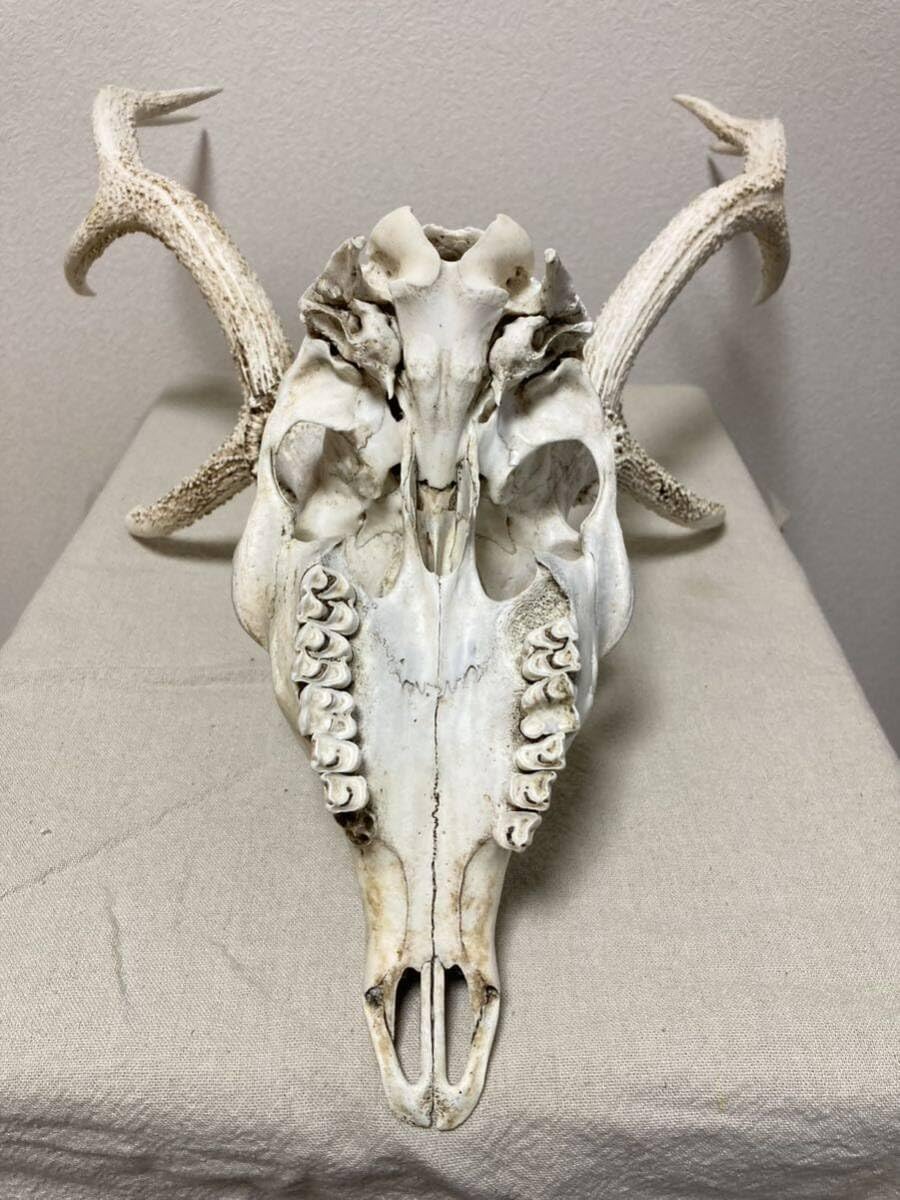 Amazon | シカの角鹿の角頭蓋骨付雄鹿ニホンジカハンティング