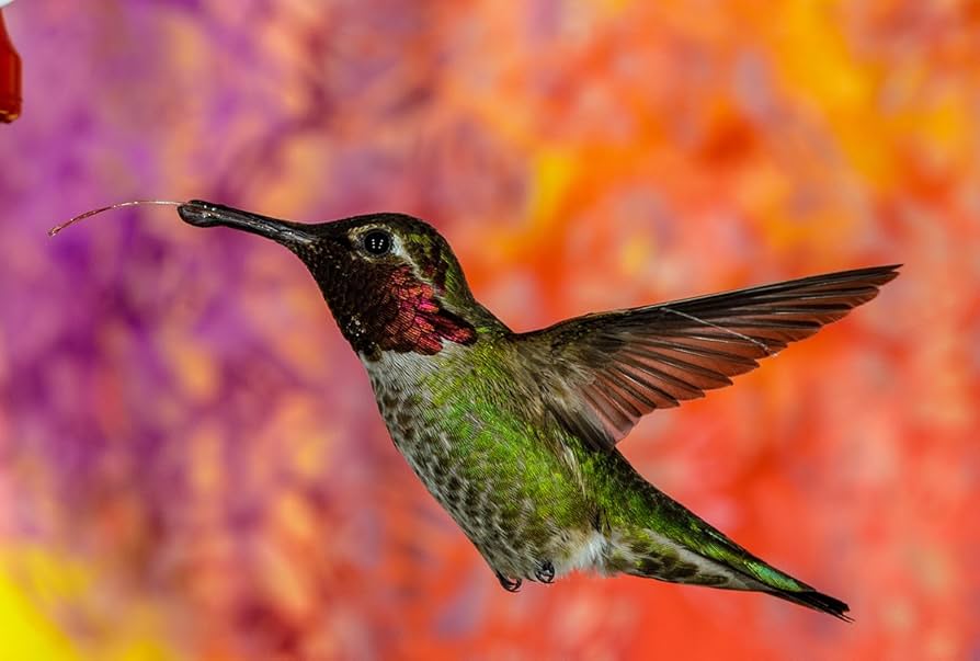 Amazon.com : Sigma 135mm F1.8 Art DG HSM for Sony E : Electronics