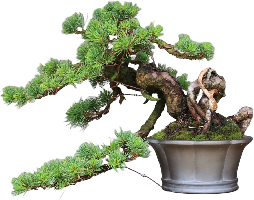 Amazon.co.jp: 吾妻五葉松『大巓性』小品盆栽 根上り懸崖づくり【泰寿