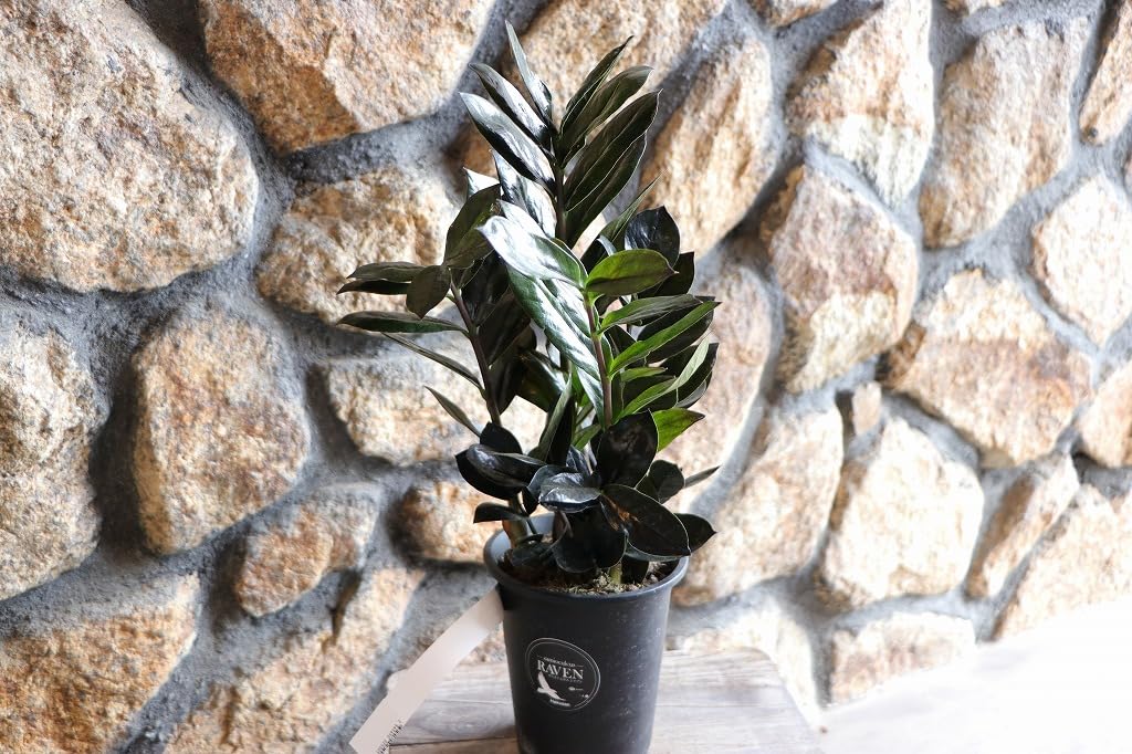 Amazon｜ザミオクルカス レイヴン 4号鉢 1株販売 レイブン 観葉植物