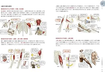 Amazon.com: ソッカの美術解剖学ノート: 9784274507151: ソク