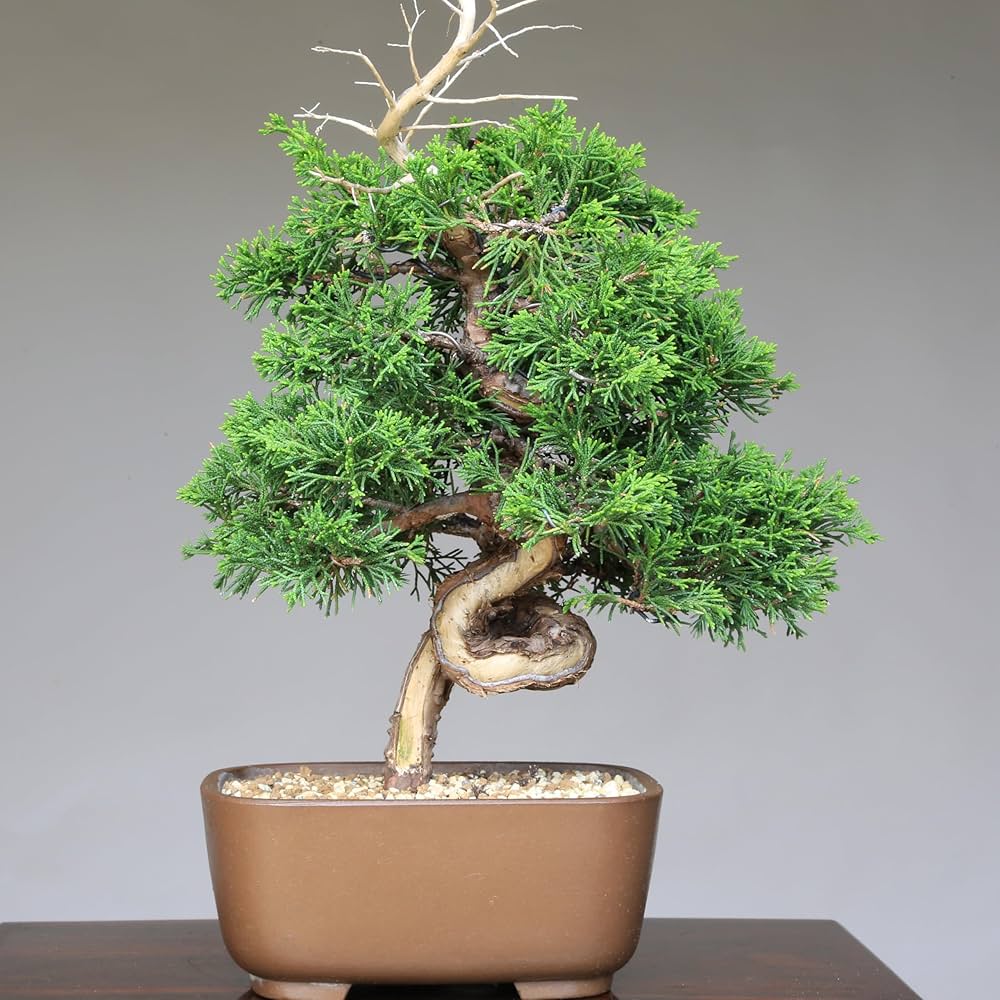 818uLX2w6YL._AC_UF1000,