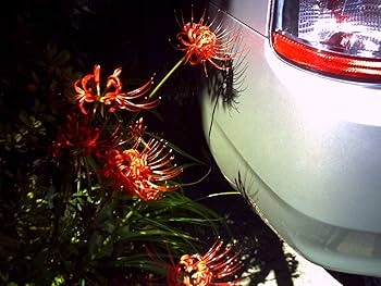 Amazon.co.jp: デジタルハリネズミ2++ Digital Harinezumi2++ デジハリ