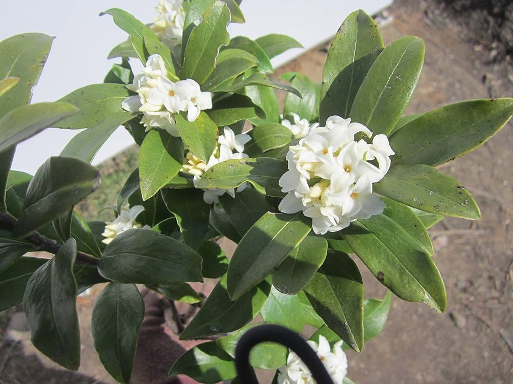 Amazon.co.jp: 沈丁花(ジンチョウゲ)白 30cm前後(鉢底から) : DIY