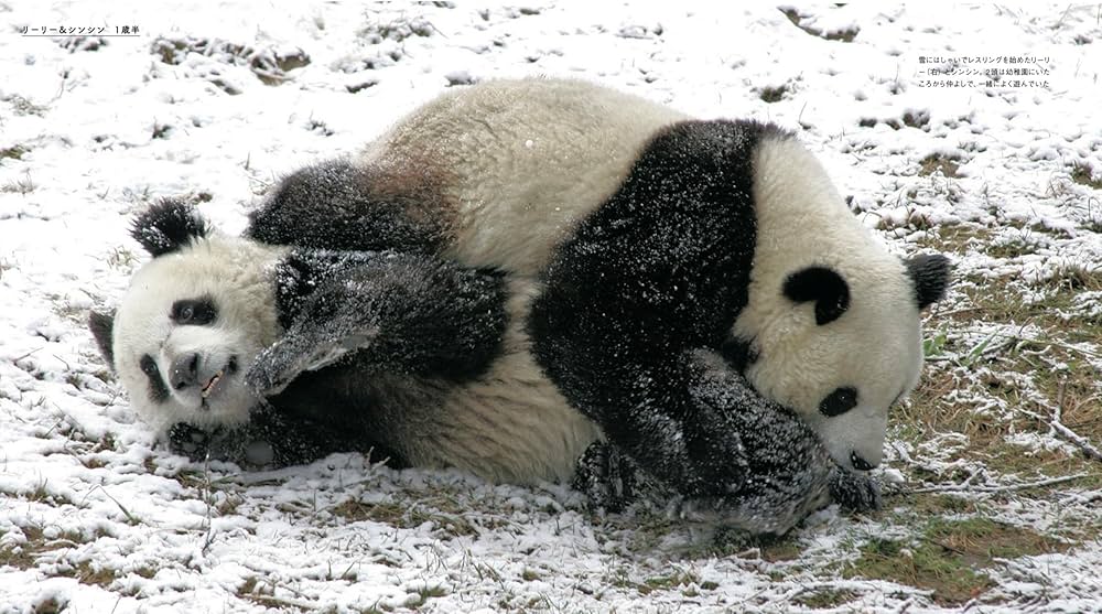 ずっと一緒 リーリーとシンシン | 日本パンダ保護協会 |本 | 通販 | Amazon