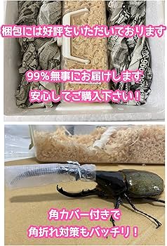 Amazon | 【アートオブヘラクレス】へラクレスオオカブト ペア オス