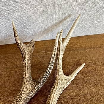 Amazon.co.jp: 大きめの鹿の角4本セット鹿角ディスプレイ飾りオブ