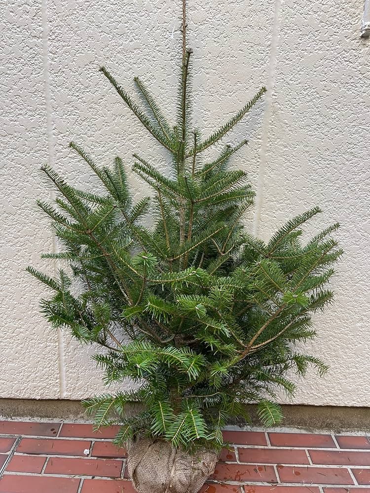 Amazon.co.jp: モミの木 本物のクリスマスツリー【樅の木150センチ