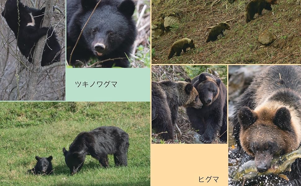 にっぽんのクマ | 山﨑晃司 |本 | 通販 | Amazon