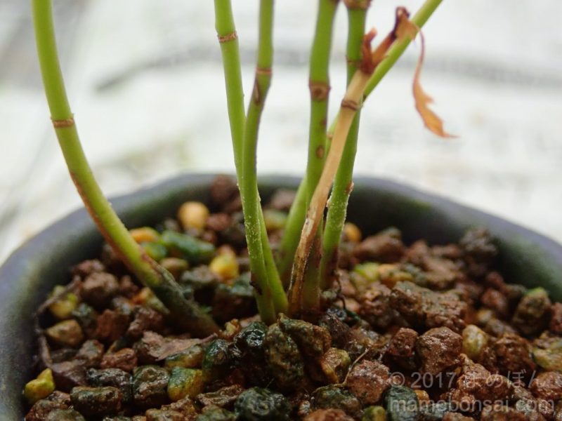 ヤマモミジの株立ち仕立て(株立ち1号)、植え替えをしました | まめ