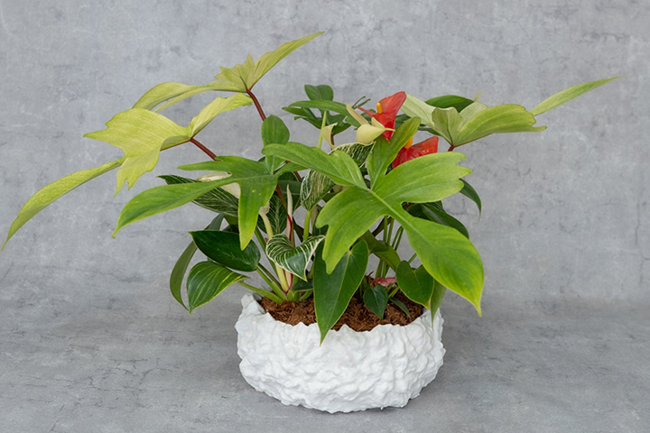 シェフレラ・グランディ 8号｜一点限り｜観葉植物販売 mamidori