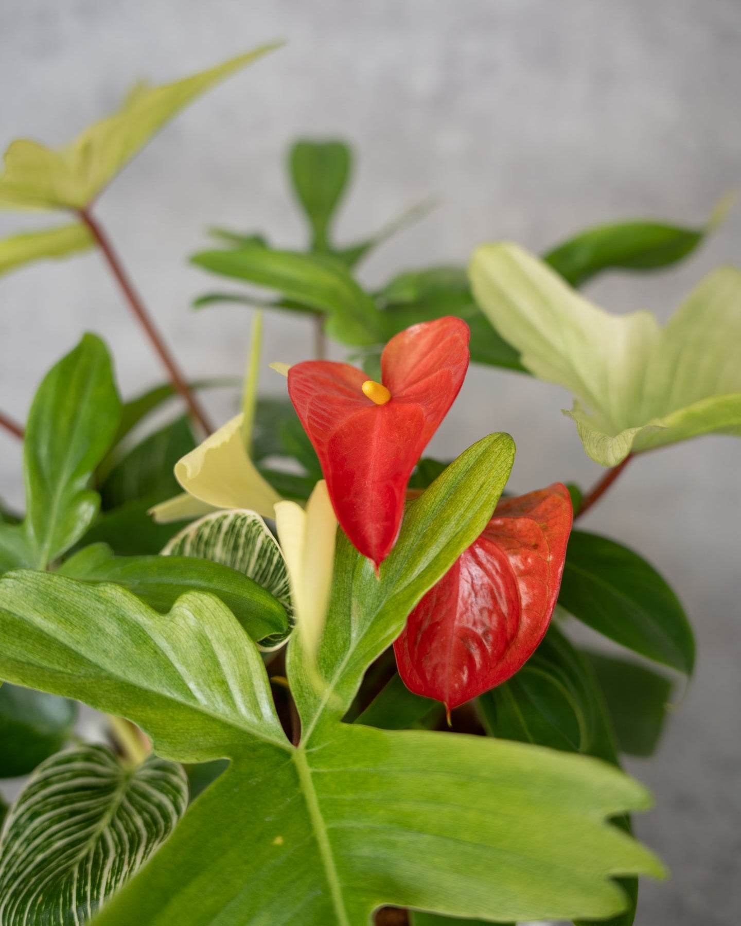 鉢セット販売]サトイモ科3種_paradise (1点限り) – mamidori