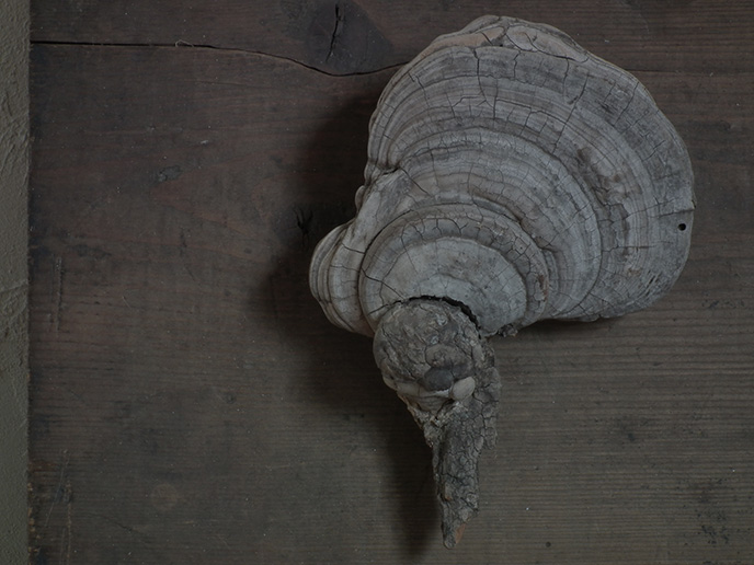 I00682b 猿の腰掛け サルノコシカケ（中） きのこ | MANSIKKA