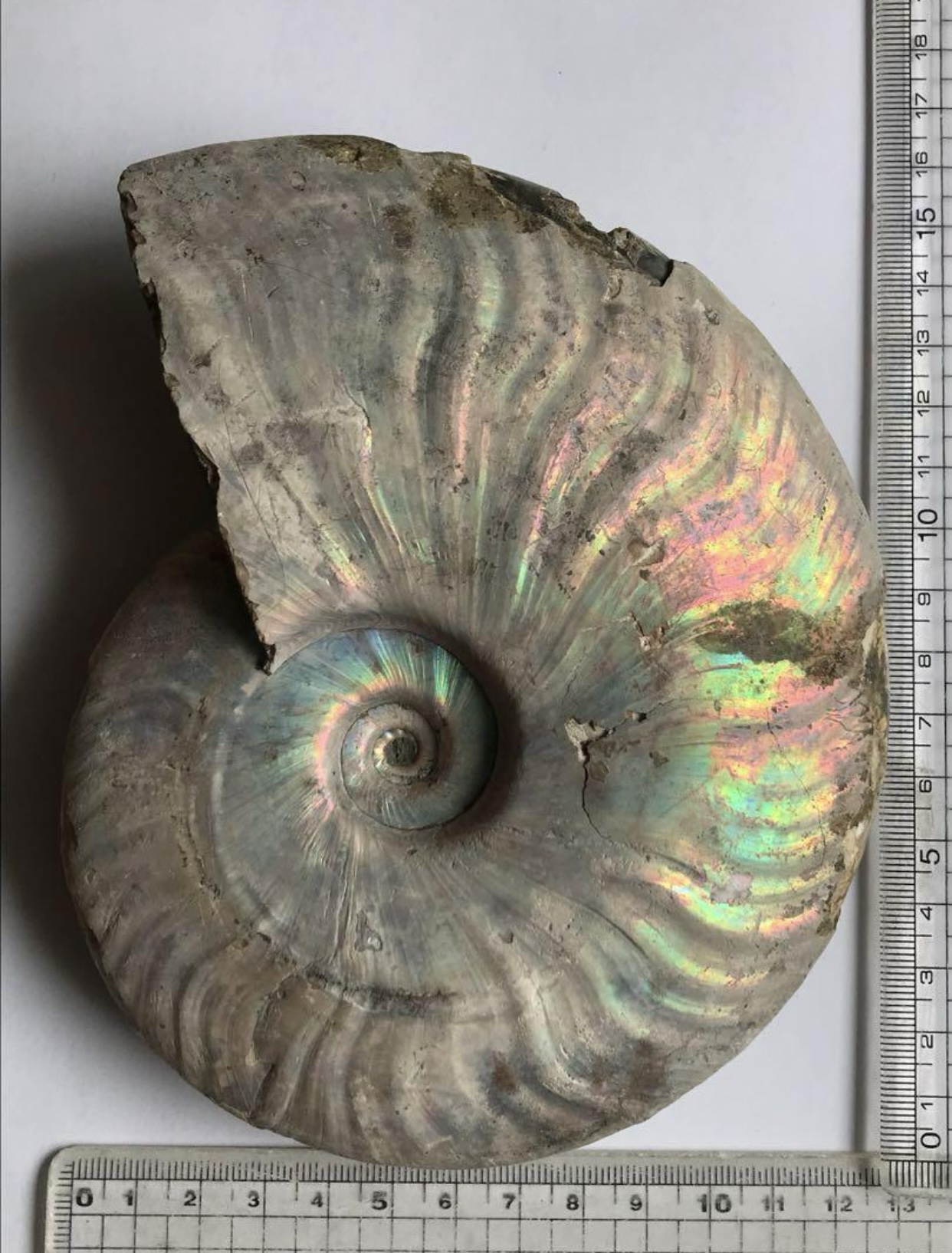 マダガスカル産 アンモナイト化石青（クリオニセラス）大サイズ | 虹色