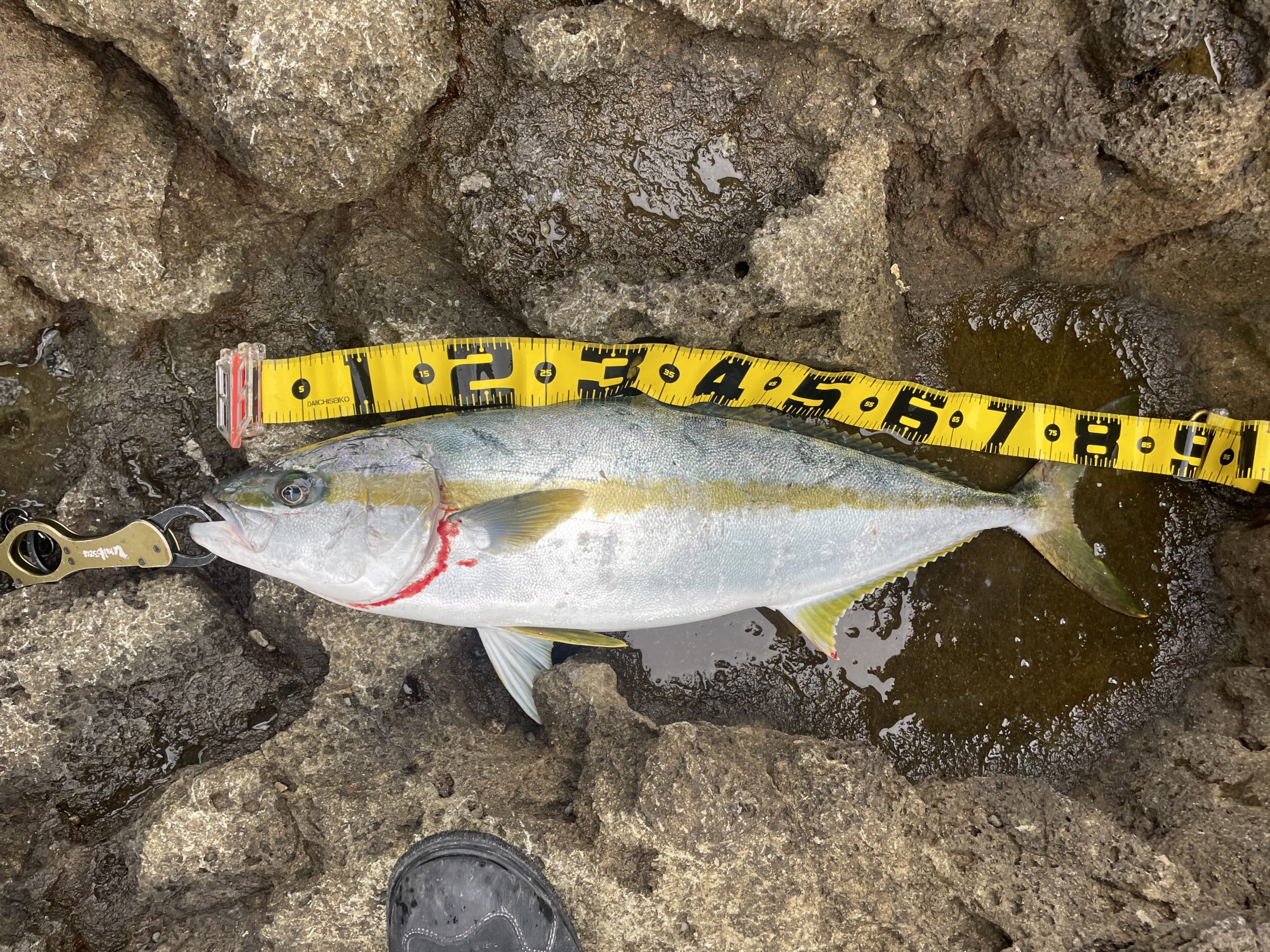 28日(月)今季初ヒラマサ😍