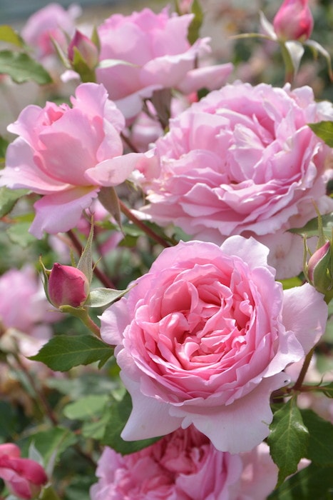 バラ苗【中苗】ヘレン 国産苗 6号鉢植え品［契約品種］《J-RO