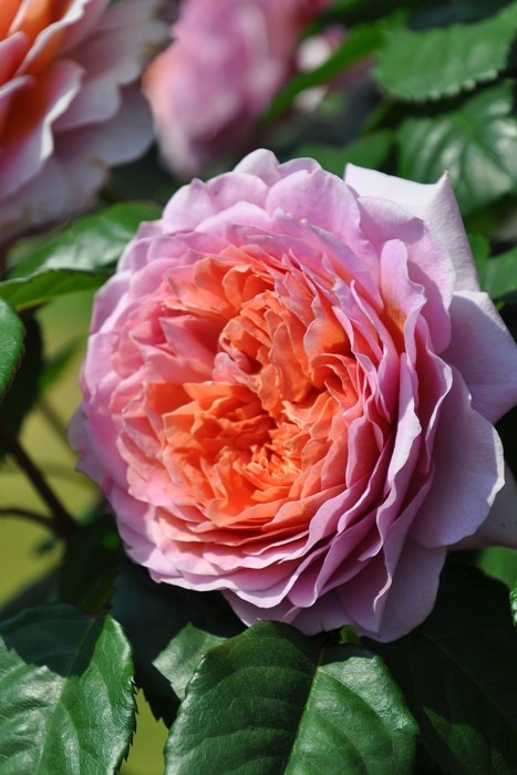 バラ苗【中苗】アイスフォーゲル 国産苗 6号鉢植え品［農林水産省 品種